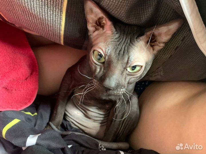 Канадский сфинкс вязка