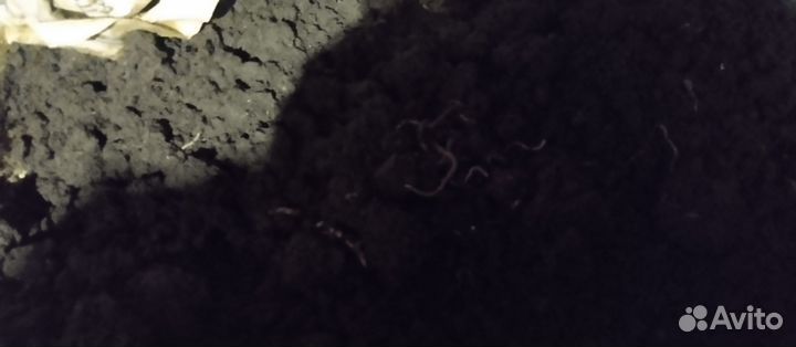 Разведение червей