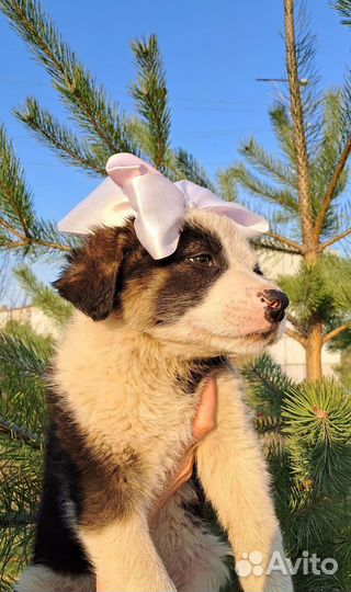 Щенок девочка в добрые руки