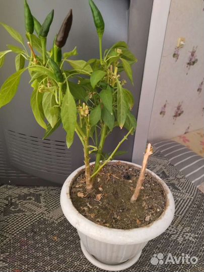 Перец китайский, острый