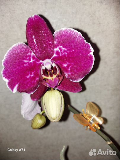 Орхидея фаленопсис