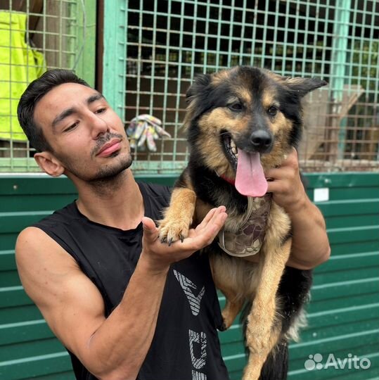 Миниатюрная домашняя собачка попала в приюте