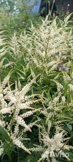 Волжанка кокорышелистная