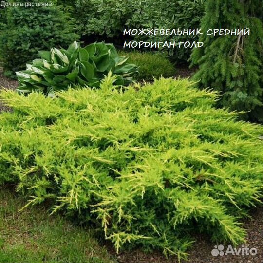 Можжевельник Горизонтальный (распростертый)