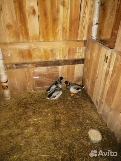 Подсадные утки