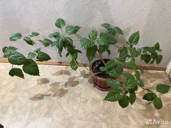 Гибискус китайский