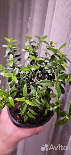 Мирт / миртовое дерево