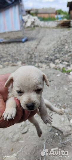 Щенки