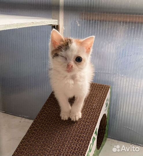 Малышка в добрые руки