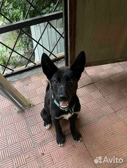 Собака в добрые руки