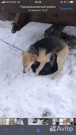 Русская гончая