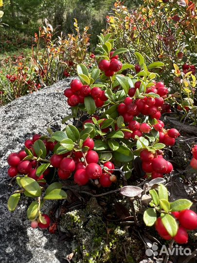 Продажа брусники