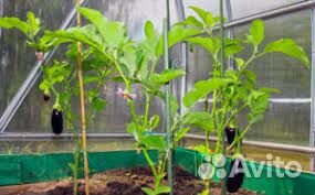 Теплица поликарбонат