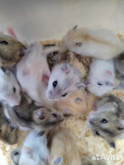 Джунгарский хомяк