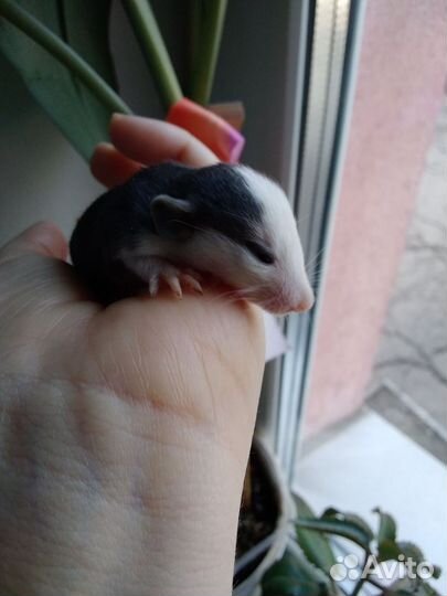 Крысята дамбо и короткошорстные