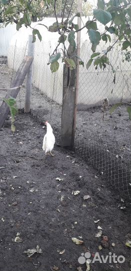Продаю молодых петухов