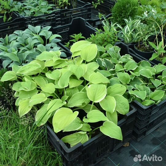 Многолетние и декоративные растения в горшках