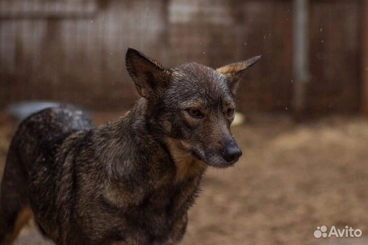Маленькая собака ждет чуда
