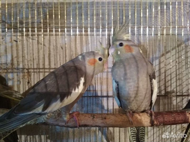 Попугай корелла,волнистые