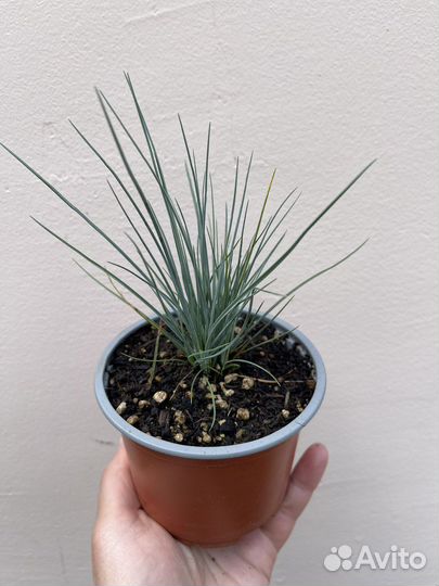 Овсяница сизая Лазурит