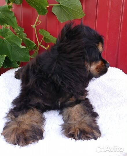 Американский кокер спаниель девочка 4,5 месяца