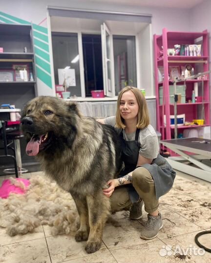 Стрижка собак и кошек, чистка зубов ультразвук