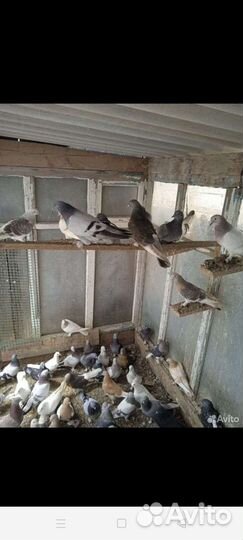 Голуби бакинцы и такла