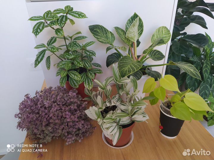 Комнатные растения