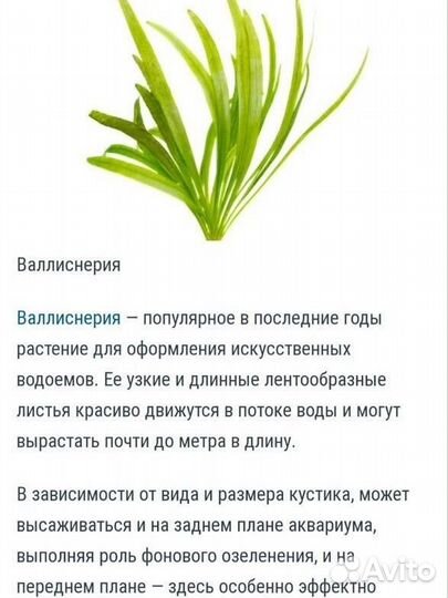 Водоросли для аквариума