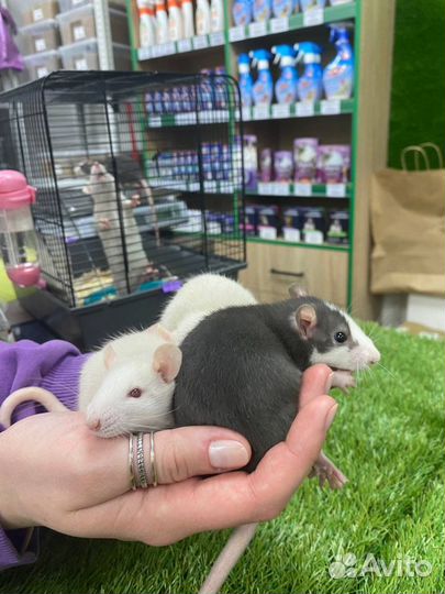 Декоративная крыса