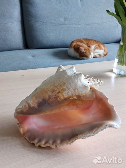 Морские ракушки раковины