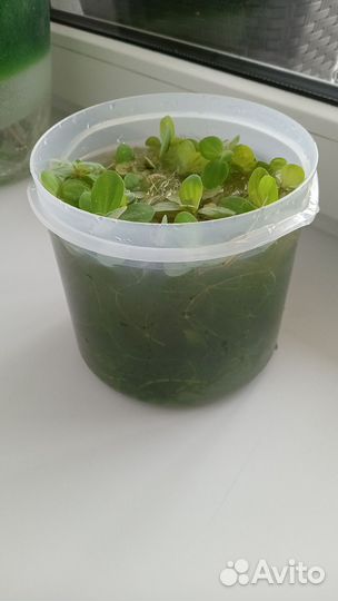 Аквариумные растения. Прополка