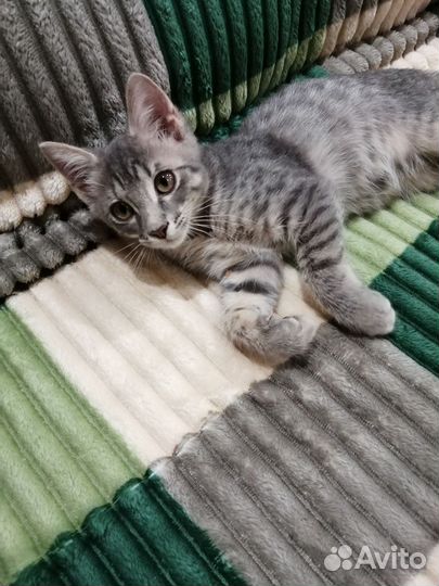 Котенок Игорь 3 месяца окрас дворянский вискас