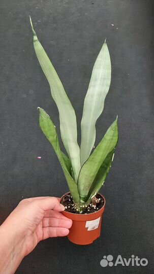 Сансевиерия