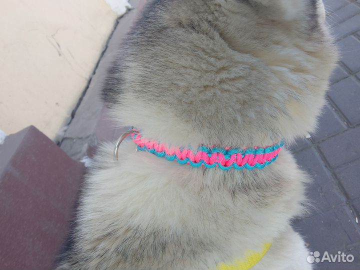 Ошейник для собак ручной работы