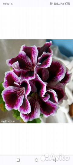 Королевская пеларгония