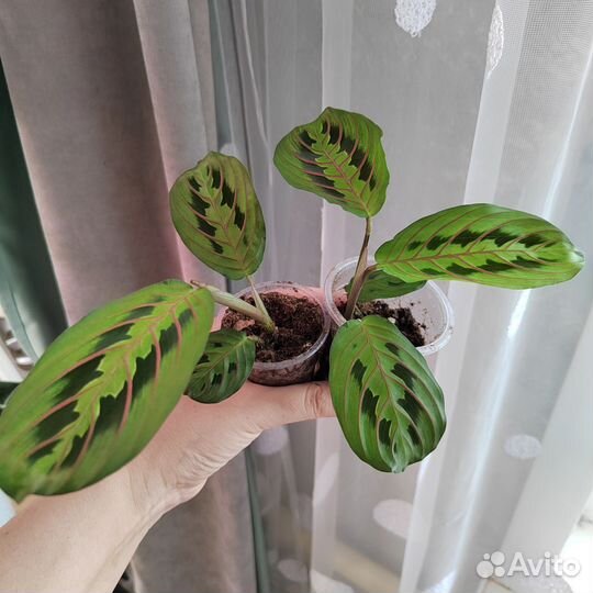 Аглаонема, маранта