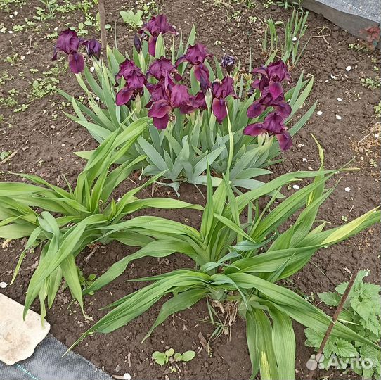 Ирис фиолетовый карликовый