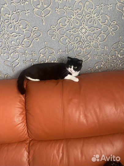 Передержка животных и выгул собак