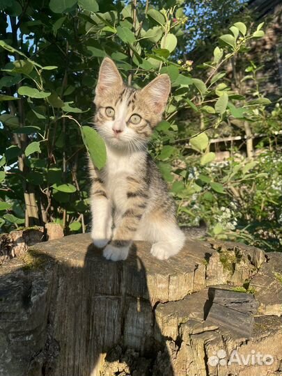 Кошки бесплатно