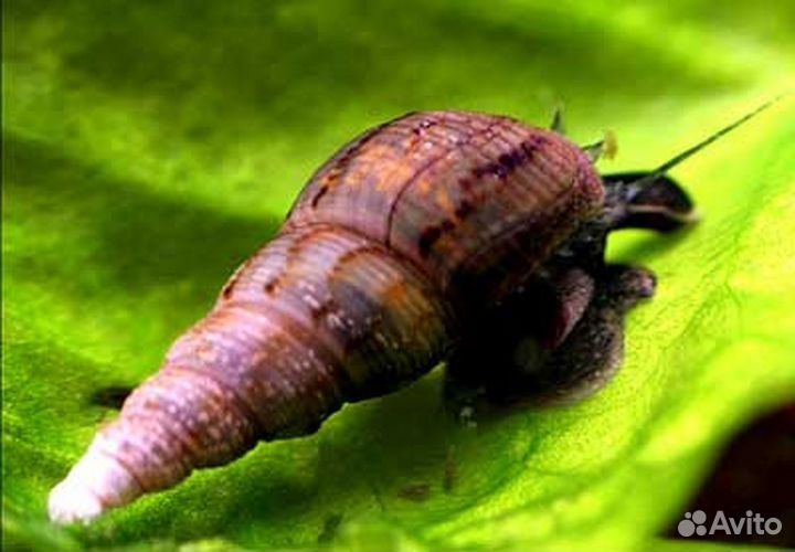 Аквариумные улитки Мелания