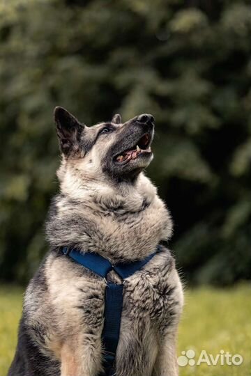 Восточноевропейская овчарка