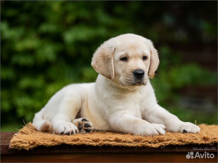 Щенок лабрадора палевый