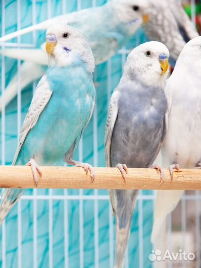 Попугай волнистый