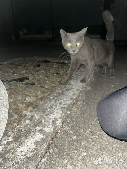 Британочка в добрые руки