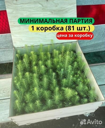 Саженцы сосны зкс в розницу