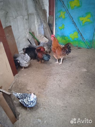 Молодые петухи