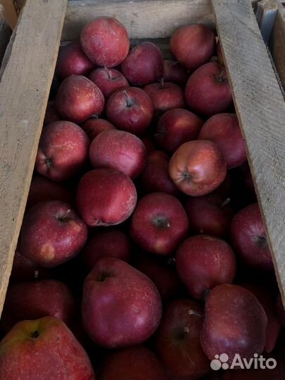 Яблоки джеромини