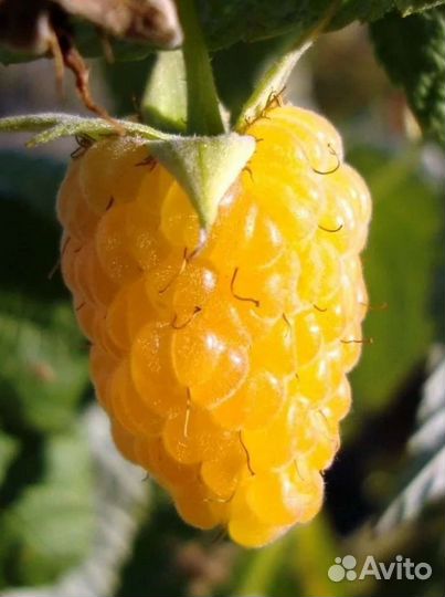 Сажанцы жёлтой малины