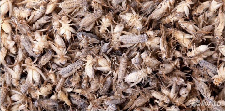 Продам сверчка замороженного